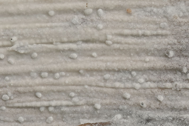 Hyphoderma roseocremeum